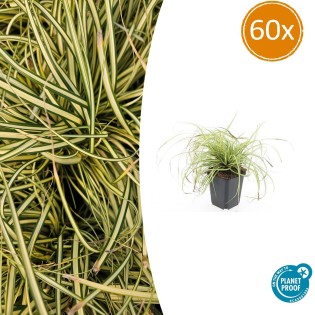 60X Carex Oshim. 'Evergold'  - ↕10-25Cm - Ø9Cm