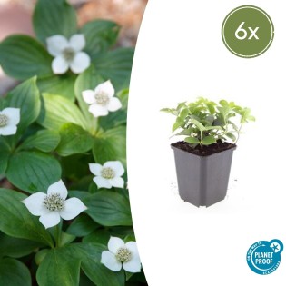 6X Cornus Canadensis - ↕10-25Cm - Ø9Cm