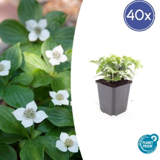 40X Cornus Canadensis - ↕10-25Cm - Ø9Cm