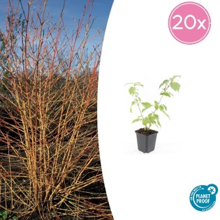 20X Cornus Sang. 'Anny's Winter Orange' - ↕10-25Cm - Ø9Cm