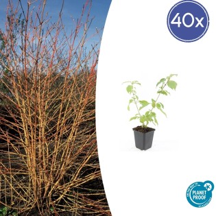 40X Cornus Sang. 'Anny's Winter Orange' - ↕10-25Cm - Ø9Cm