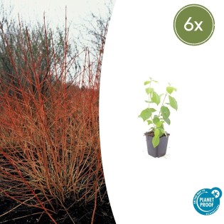 6X Cornus Sang. 'Midwinter Fire' - ↕10-25Cm - Ø9Cm