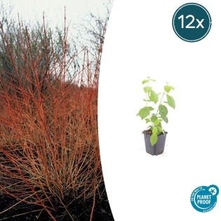 12X Cornus Sang. 'Midwinter Fire' - ↕10-25Cm - Ø9Cm