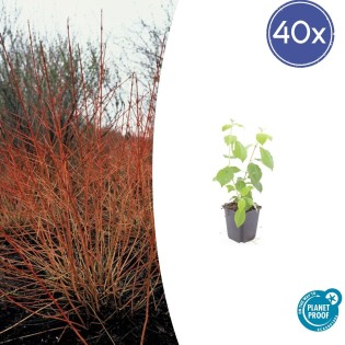 40X Cornus Sang. 'Midwinter Fire' - ↕10-25Cm - Ø9Cm