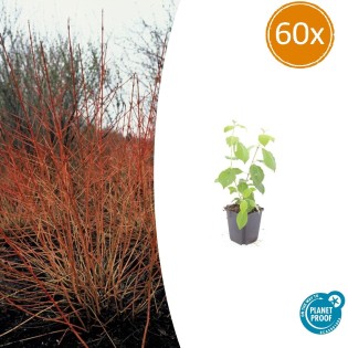 60X Cornus Sang. 'Midwinter Fire' - ↕10-25Cm - Ø9Cm
