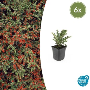 6X Cotoneaster Horizontalis - ↕10-25Cm - Ø9Cm