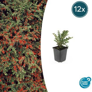 12X Cotoneaster Horizontalis - ↕10-25Cm - Ø9Cm
