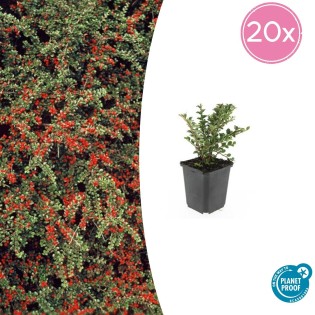 20X Cotoneaster Horizontalis - ↕10-25Cm - Ø9Cm