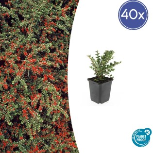 40X Cotoneaster Horizontalis - ↕10-25Cm - Ø9Cm