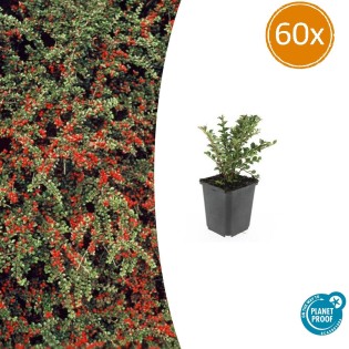60X Cotoneaster Horizontalis - ↕10-25Cm - Ø9Cm