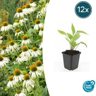 12X Echinacea P. 'White Swan' - ↕10-25Cm - Ø9Cm