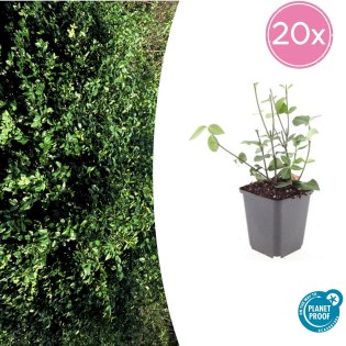 20X Euonymus Fort. 'Coloratus' - ↕10-25Cm - Ø9Cm