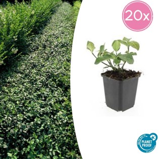 20X Euonymus Fort. 'Dart's Blanket' - ↕10-25Cm - Ø9Cm