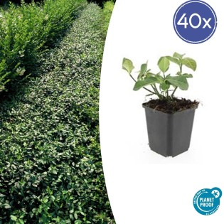 40X Euonymus Fort. 'Dart's Blanket' - ↕10-25Cm - Ø9Cm