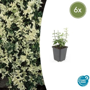 6X Euonymus Fort. 'Harlequin' - ↕10-25Cm - Ø9Cm