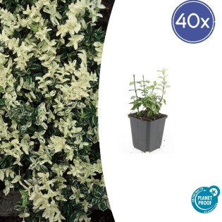 40X Euonymus Fort. 'Harlequin' - ↕10-25Cm - Ø9Cm