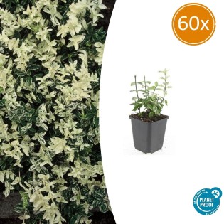 60X Euonymus Fort. 'Harlequin' - ↕10-25Cm - Ø9Cm