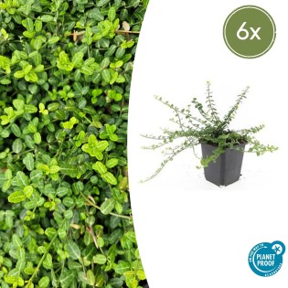 6X Euonymus Fort. 'Minimus' - ↕10-25Cm - Ø9Cm