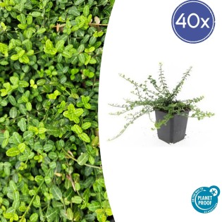 40X Euonymus Fort. 'Minimus' - ↕10-25Cm - Ø9Cm