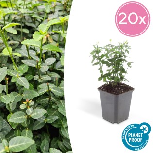 20X Euonymus Fortunei Radicans - ↕10-25Cm - Ø9Cm