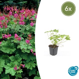 6X Geranium Macr. 'Czakor' - ↕10-25Cm - Ø9Cm