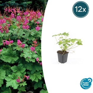 12X Geranium Macr. 'Czakor' - ↕10-25Cm - Ø9Cm