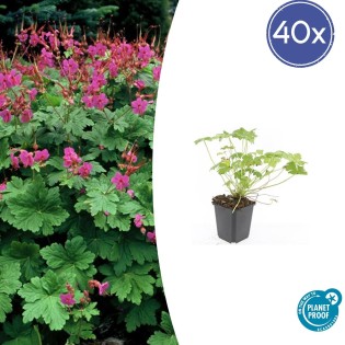 40X Geranium Macr. 'Czakor' - ↕10-25Cm - Ø9Cm