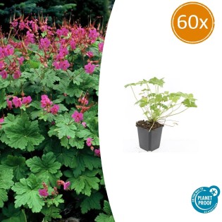 60X Geranium Macr. 'Czakor' - ↕10-25Cm - Ø9Cm