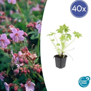 40X Geranium Macrorrhizum - ↕10-25Cm - Ø9Cm