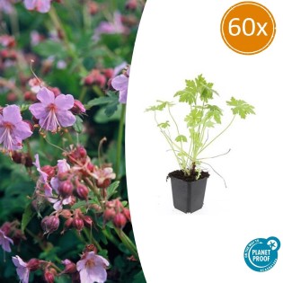 60X Geranium Macrorrhizum - ↕10-25Cm - Ø9Cm