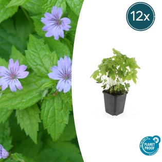 12X Geranium Nodosum - ↕10-25Cm - Ø9Cm