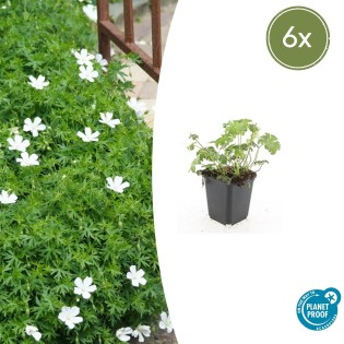 6X Geranium Sang. 'Album' - ↕10-25Cm - Ø9Cm