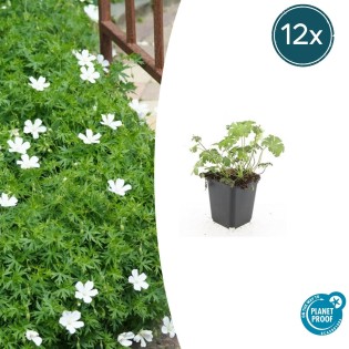 12X Geranium Sang. 'Album' - ↕10-25Cm - Ø9Cm