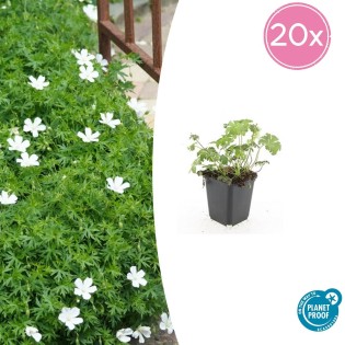 20X Geranium Sang. 'Album' - ↕10-25Cm - Ø9Cm