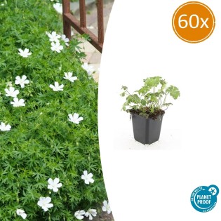 60X Geranium Sang. 'Album' - ↕10-25Cm - Ø9Cm