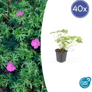 40X Geranium 'Tiny Monster' - ↕10-25Cm - Ø9Cm