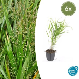 6X Hakonechloa Macra - ↕10-25Cm - Ø9Cm