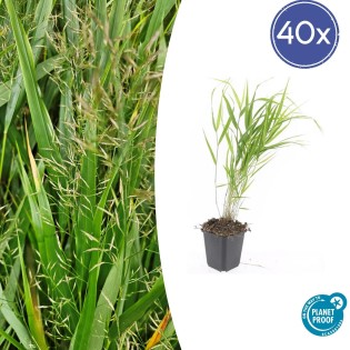 40X Hakonechloa Macra - ↕10-25Cm - Ø9Cm