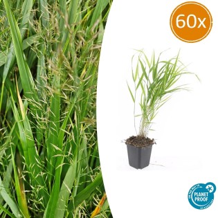 60X Hakonechloa Macra - ↕10-25Cm - Ø9Cm