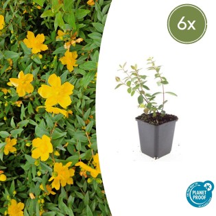 6X Hypericum Dummeri 'Peter Dummer' - ↕10-25Cm - Ø9Cm