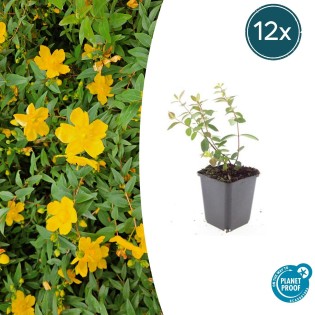 12X Hypericum Dummeri 'Peter Dummer' - ↕10-25Cm - Ø9Cm