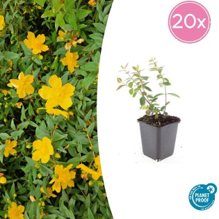 20X Hypericum Dummeri 'Peter Dummer' - ↕10-25Cm - Ø9Cm