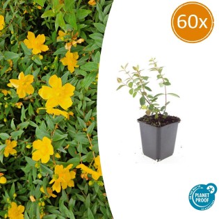 60X Hypericum Dummeri 'Peter Dummer' - ↕10-25Cm - Ø9Cm