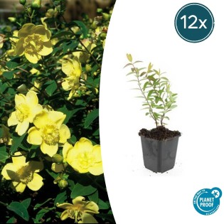 12X Hypericum 'Hidcote' - ↕10-25Cm - Ø9Cm