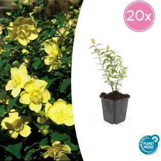 20X Hypericum 'Hidcote' - ↕10-25Cm - Ø9Cm