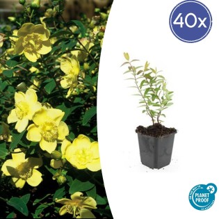 40X Hypericum 'Hidcote' - ↕10-25Cm - Ø9Cm