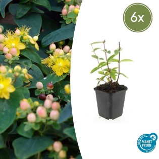 6X Hypericum Inodorum 'Annebel' - ↕10-25Cm - Ø9Cm