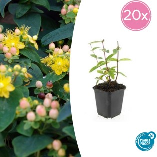 20X Hypericum Inodorum 'Annebel' - ↕10-25Cm - Ø9Cm