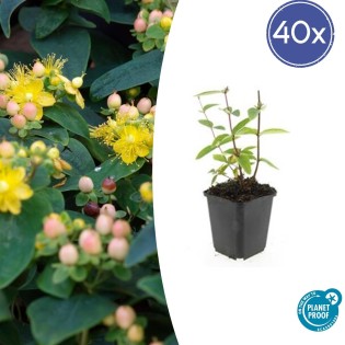40X Hypericum Inodorum 'Annebel' - ↕10-25Cm - Ø9Cm