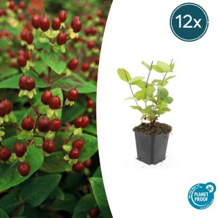 12X Hypericum Inodorum 'Beauty' - ↕10-25Cm - Ø9Cm